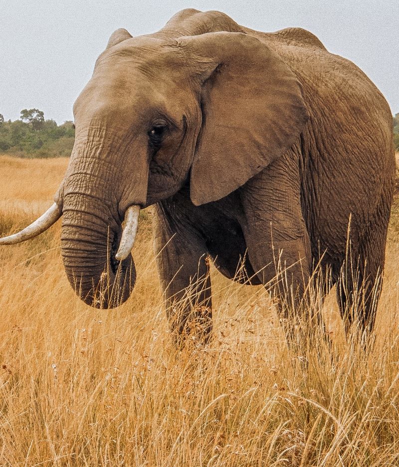 Africa Kenya Safari